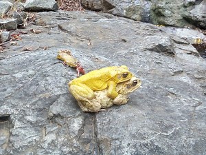 Costa Rica’s Yellow Toad and Its Stunning Color Transformation : The Tico Times | Costa Rica News | Travel | Real Estate