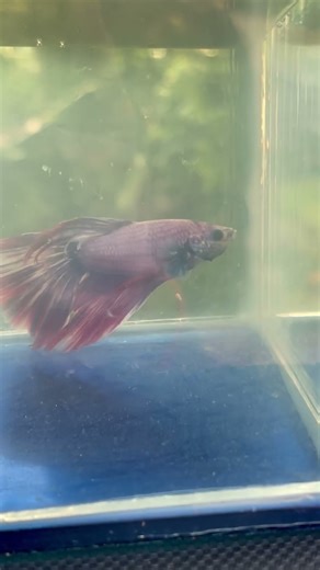 How to Grow Fish Fast in Just 1 Month!” #fishingvideo #SustainableFarming