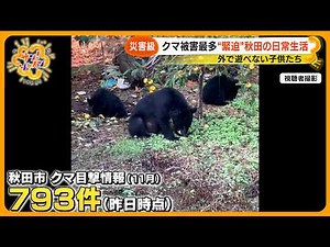 【災害級】クマ被害最多“緊迫”秋田の日常生活を取材～自宅内のクマ侵入をシミュレーション 【サン！シャインニュース】