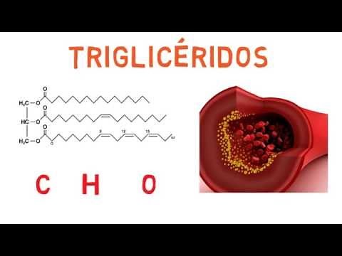 Fatty acids and triglycerides.