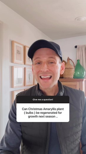 120K views · 2.9K reactions | If I planted amaryllis bulbs in hopes of having them for Christmas, it’s right about now that they’re starting to fade. Here’s what I do to take care of them! | Wyse Guide | Facebook