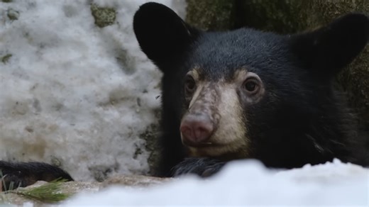 This is how nature beats starvation, cold, and time