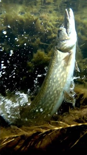 🎣 SHOCKING Fish Attack! 🤯 You Won't BELIEVE What Happened! 🐟 #fishing #fishattack