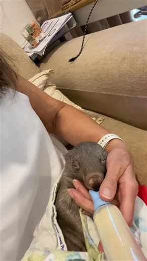 Lindy on Instagram: "This is yesterday’s update on the little boys, I’ll post a more positive one this afternoon 🙂They’ve had a positive diagnoses now of coccidiosis after the cysts showed up in their last poo test. But I’d already started them on the treatment- thank you to Sharon @deggs_digs for bringing me the treatment she had for her little Chilli , who sadly didn’t survive the illness. They’re on antibiotics, anti diarrhoea meds, Panadol and as much electrolytes as I can get into them - a