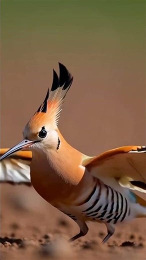 Hoopie sunbathe by spreading their wings and tail on the ground Take dust baths to help to maintain.