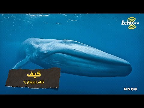 حقائق مثيرة ومذهلة عن عالم الحيتان أضخم الكائنات في العالم والتي ذكرت في القرآن