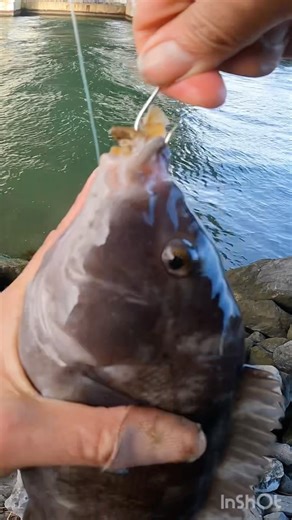 Big Blackfish Catching Fishing & Releasing #blackfishing #catchandrelease #tog #catchingfish #tautog