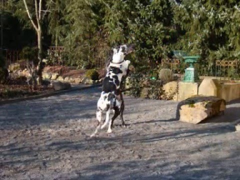 Der natürliche Deckakt vom B wurf