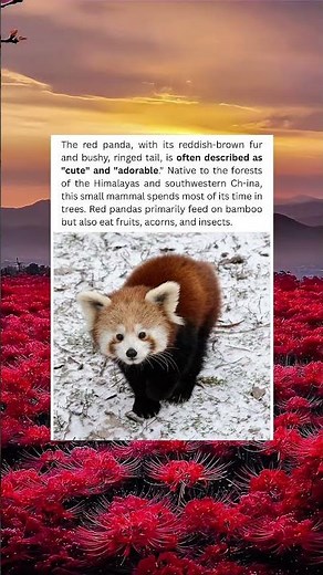 Adorable Red Panda Facts! 🐾❤️ | Cutest Animal in the Forest