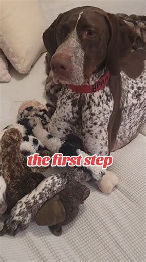the first step German Shorthaired Pointer GSP... 🤔😌🐶 #shorts #ytshorts #viral #viralshorts