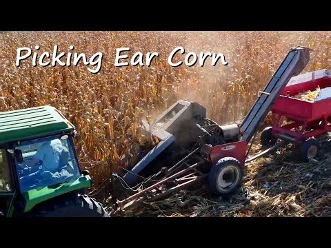 Harvesting Ear Corn with a John Deere 4430 & New Idea 325 | Small Farm Corn Harvest 2025