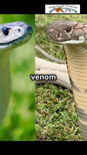 COBRA vs BLACK MAMBA | Deadliest Snake Showdown!