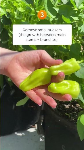 How to Prune Your Pepper Plants 🫑🌶️🌿