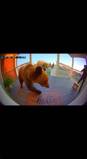 When Bear Meets Package Thief's Worst Nightmare A porch pirate triggers a glitter bomb trap just as a curious bear investigates the same package, creating chaotic comedy that ends with everyone retreating safely. | Sosohan | Facebook