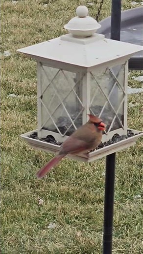 Cardinal amd house finches #birds #shortvideo #shorts #trending #trendingshorts #wildlife #nature