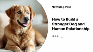 Strong dog-human relationships require understanding canine communication signals, establishing consistent training boundaries, and engaging in varied activities together. Research shows that 87% of owners misread their dog's emotional state, leading to stress and behavioral issues. Dogs communicate through facial expressions, body language, and vocalizations that work as an integrated system. Trust builds through predictable responses and positive reinforcement training using a 5:1 ratio of rew