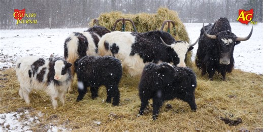 2025 Recap: Plenty to yak about  - Ohio Ag Net | Ohio's Country Journal