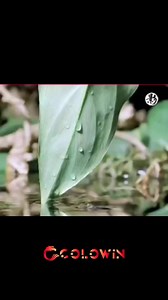 Copella Arnoldi Working for Continuation of the generation#aquarium #fishing #aquascapeindonesia #fishtanks #aquariumhobbyist #aquascaping #reef #freshwateraquarium #akvaryumbaliklari #aquariums #aquariumfish #tropicalfish #aquariumlife #plantedaquariums #kesfetteyiz #photographie #freshwater #reeftank #bigfish #fishkeeping #cichlid #natureaquarium #bettafishtank #arowana #bettamalaysia #aquascaper #betta #bettaindonesia #koi #keşfet . | AKVARYUM Bilgi Paylasim