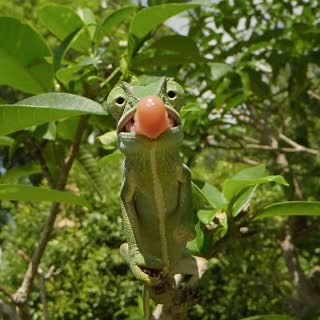 3.9M views · 10K reactions | Tomorrow at 9am EST on the Brave Wilderness YouTube channel, we’re bringing you chameleons on chameleons on chameleons! Coyote and the crew are on another nighttime adventure, and this time they’re on the prowl for everyone’s favorite googly-eyed, rocket-tongued lizard. | Brave Wilderness | Facebook