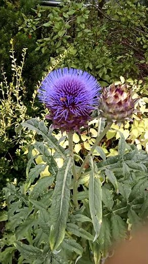 Cardoon related to artichoke is easy to grow and tolerates drought.