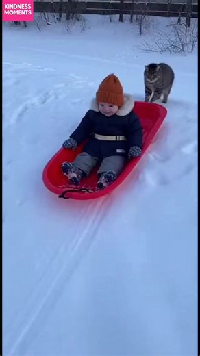 Cat's Playful Push! A cat pushes a child on a sled, bringing smiles and laughter. #fblifestyle #AI Generated using Kling AI . . . (For entertainment purposes only. Consult professionals if guidance on activities is presented. No brand affiliation is implied if any are shown. If inspired by true events, creative adaptations may be included. Content may include public footage.) | Fabiosa Daily