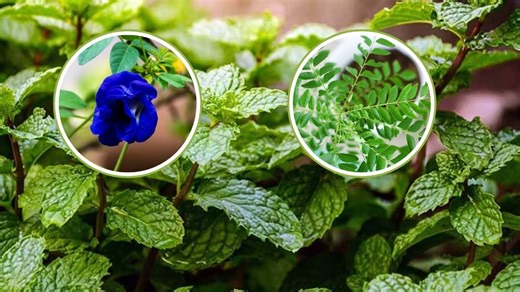 Monsoon Plants: मानसून आने वाला है! घर में जरूर लगाएं ये 5 पौधे, हरा भरा रहेगा आंगन