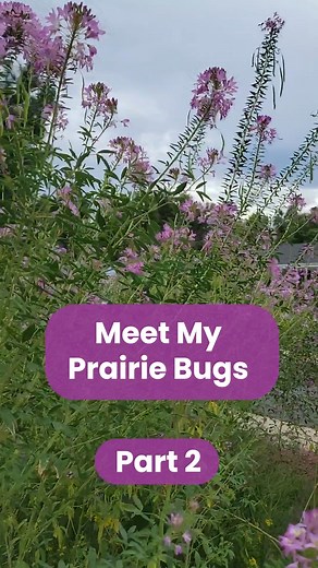 40K views · 485 reactions | Meet some of the beautiful bugs that started hanging out in my yard after I restored native prairie plants to it! #nativegardening #yardrestoration #wildscaping #xeriscaping #nativeplants #gardening #naturephotography #coloradonature #yardrestroration #evansyardprairie #insects #bugs | Evan Barrientos Photography | Facebook