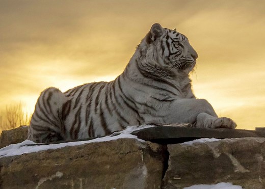 Is visiting the cats possible at The Wildcat Sanctuary?