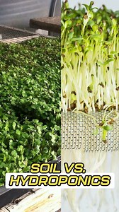 15 reactions | Which is better: soil or hydroponics?  Discover the pros and cons of both growing methods and find out which one suits your gardening goals best! Whether you prefer nutrient-rich soil or water-based systems, this guide will help you grow healthier, more abundant plants. 復✨ #SoilVsHydroponics #gardeningtipsforbeginners #growyourownfoods #healthyplantbased | Growing Healthy Food | Facebook
