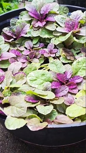 Ajuga Reptans Groundcover #gardenplants #garden #landscapeplants #plants