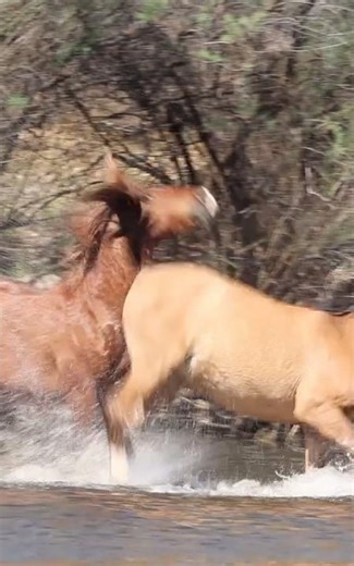 Wild horses Arizona #horsevideo #trending #saltriverwildhorses #wildlife
