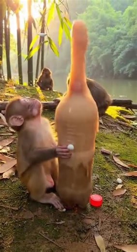 QUE LOUCURA! 🤯 GORILA FAZ COCA-COLA EXPLODIR COM MENTOS! 💥