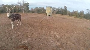 🔥 SPRING AXIS HUNTS ARE ON FIRE 🔥 South Texas Hunting Outfitters is booking prime Spring Axis Deer hunts — and the herds are loaded with color, horns, and bonus exotics everywhere you look. Come for an Axis… Leave with a whole Texas safari 👀 🦌 Trophy Axis Deer 🦓 Add-on Exotics Available: • Blackbuck • Fallow • Sika • Scimitar Oryx • Addax • Aoudad • Nilgai • Gemsbok • and more! Our spring hunts are perfect for hunters who want multiple trophies, flexible add-ons, and fast-paced action in on