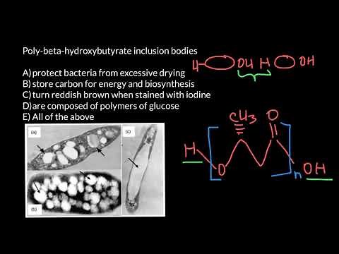 Poly-beta-hydroxybutyrate inclusion bodies of bacteria
