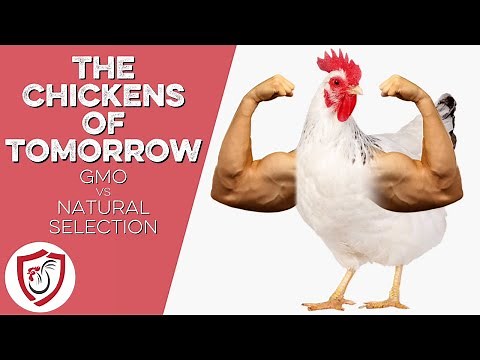 GMO vs Natural Selection in Chickens