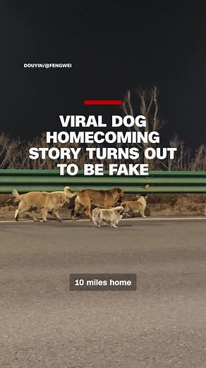 A viral video showed a group of dogs in China who were purportedly captured to be eaten, escaped, and made the long journey home. The problem? The story's not real. CNN's Jessie Yeung explains how this kind of misinformation can spread. #cnn #news