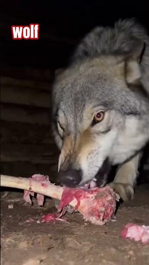 Wolf Stares Directly At You While Eating #wildlife #shorts #nature