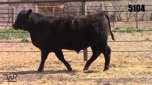 Lot 5104 - WR Bar Granite Pride 5104: WR Bar Ranch - WR Bar Online Bull Sale