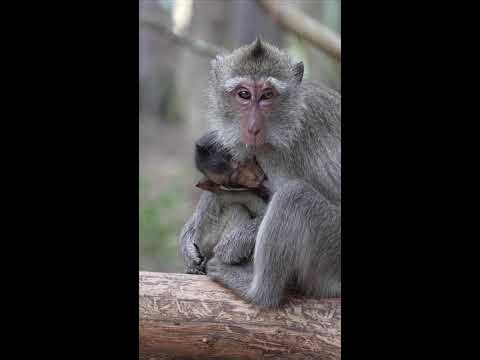 Tiny Monkey Napping in Jungle Day