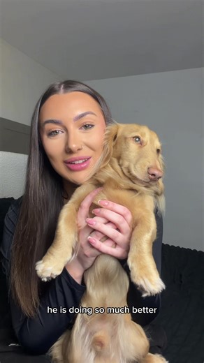 Murphy's Remarkable Recovery with Napo Pet Insurance