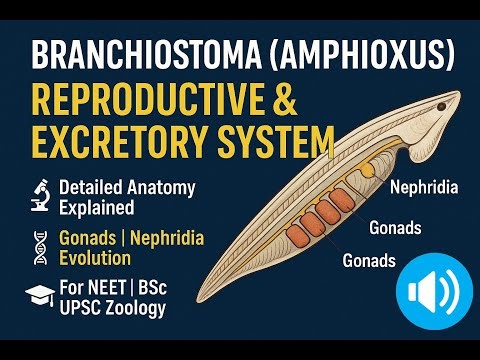Branchiostoma (Amphioxus: Lancelet) – Reproductive and Excretory System