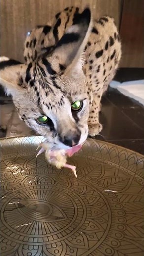 Best diet for African serval cats #wildlife #africa #cat #food #serval #fyp #follow #bigcat