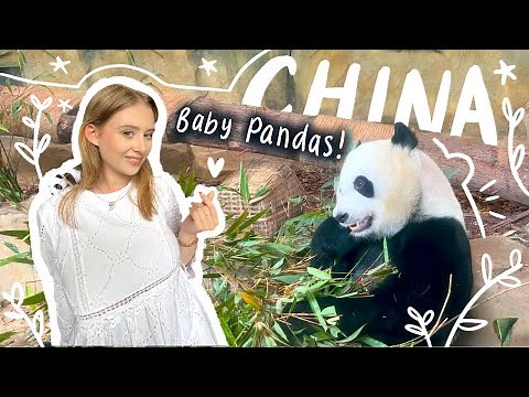 Why Chengdu is the ULTIMATE Panda Destination | 成都 | Up Close With China's Giant Pandas