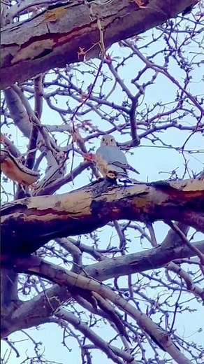 Merlin Falcon #merlin #birds #bird #birdsofprey #animals #nature #wildlife #explore #dog #cat #pbs