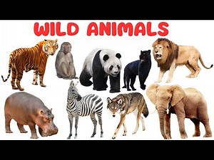 Wild Animals for Kids | Wild Animals Educational Video for Kids