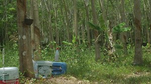 Static shot showing rubber tree cultivation process and solvents used.