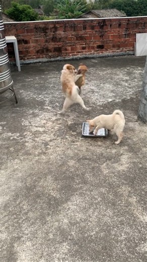 Dogs fight over food Cravings 🐶 #dog #dogfight #animals #shorts