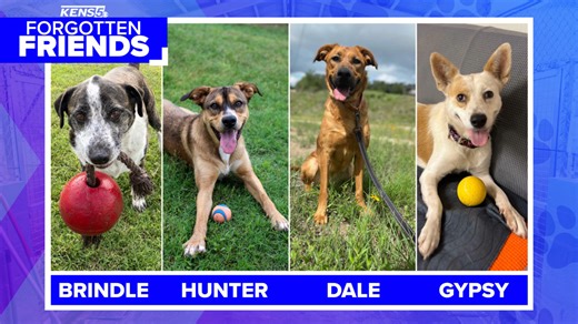 Four dogs that are still waiting for their forever home | Forgotten Friends