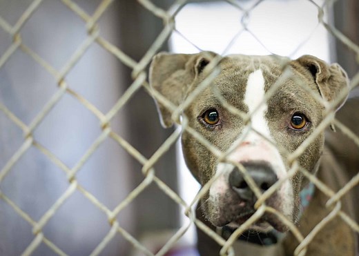Kill vs. No-Kill Shelters: What's the Difference?