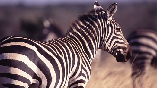 Why do zebras have stripes?